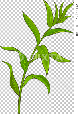 Lemon Verbena Branch Colored Detailed Illustration Lemon Verbena Branch Colored Detailed Illustration 142187532