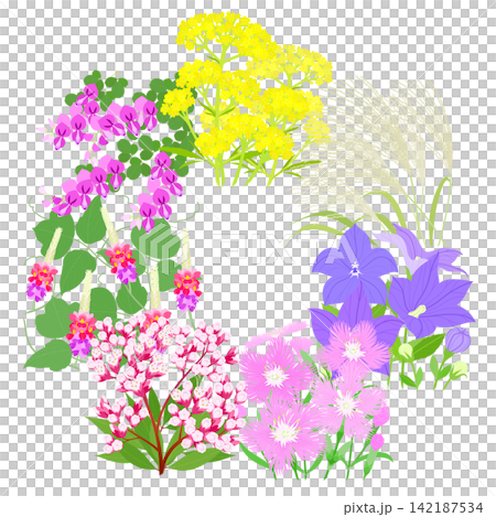 Illustration of the seven autumn flowers Illustration of the seven autumn flowers 142187534