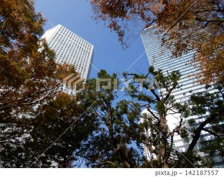 紅葉の街路樹と青空を背景にした西新宿の高層ビル群 142187557