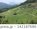 丸山千枚田 142187686