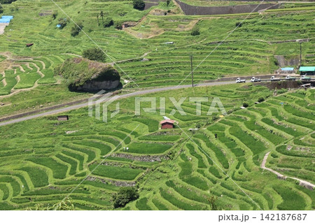 丸山千枚田 丸山千枚田 142187687