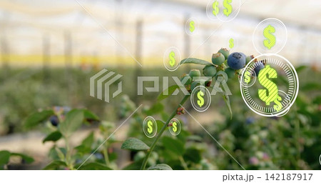 Showing blueberry branch with ripe blue and green berries in greenhouse, dollar icons, copy space Showing blueberry branch with ripe blue and green berries in greenhouse, dollar icons, copy space 142187917
