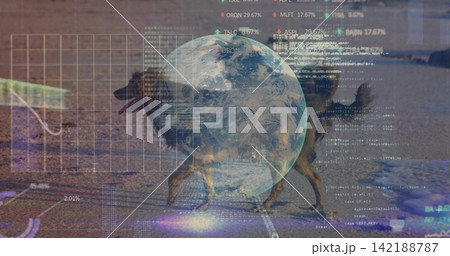 Walking medium-sized dog pacing wet sand near shallow waterline, showing globe, grid, charts, code 142188787