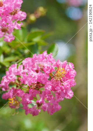 日本の夏に咲くサルスベリの花 142190624