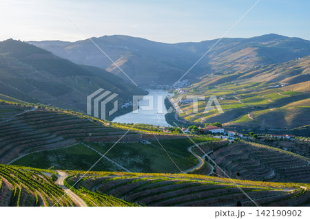 Douro River sunrise over vineyard terraces in Douro Valley 142190902