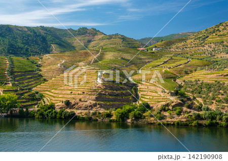 Douro River and Douro Valley panoramic vineyards in Portugal daytime 142190908