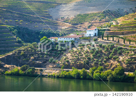 Quinta winery buildings on Douro Valley terraces above the river 142190910