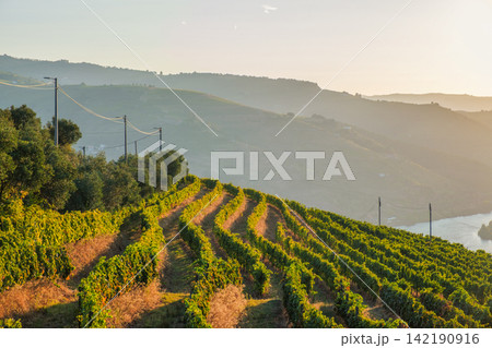 Douro River sunrise over vineyard rows in Douro Valley 142190916