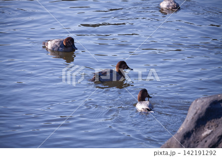 浜離宮恩賜庭園 浜離宮恩賜庭園 142191292