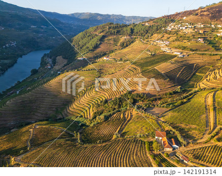 Curved terraced vineyards by douro river in Portugal aerial hillside roads Curved terraced vineyards by douro river in Portugal aerial hillside roads 142191314