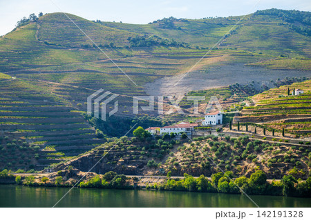 Wide Douro Valley vineyard terraces with quinta and river in Portugal Wide Douro Valley vineyard terraces with quinta and river in Portugal 142191328