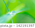 Minimalist Ecological Background: Pure Water Droplet on Green Leaf for Skincare and Wellness 142191397