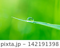 Close up Water Droplet Reflecting Bright Sunlight on Fresh Green Leaf in Morning Light 142191398