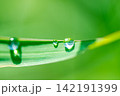 Fresh Water Droplet Macro, Dewdrop on Green Leaf, Organic Pure Nature Background Stock Photo 142191399