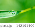 Fresh Water Droplet Macro on Green Grass Blade with Blurred Nature Background 142191400