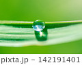 water drop on leaf 142191401