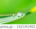 Pure Water Drop on Green Leaf Symbolizing Freshness on Green Grass Blade with Blurred Nature Background 142191402