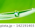 Pure Water Drop on Green Leaf Symbolizing Freshness, Moisture and Organic Nature 142191403