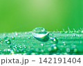 Water Droplets on Green Grass Leaf with Soft Green Background 142191404