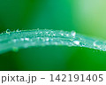 Extreme Macro Shot of Water Droplets on Green Grass Leaf with Soft Green Background 142191405