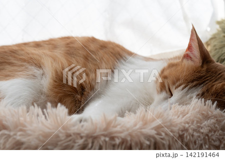 眠る猫　茶トラ白 142191464