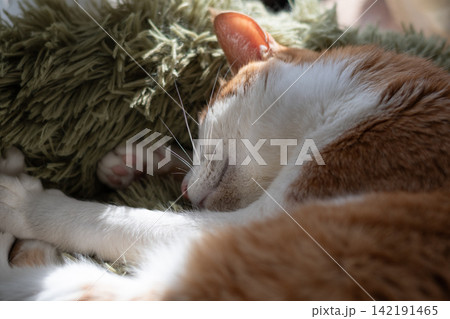 眠る猫 茶トラ白 眠る猫 茶トラ白 142191465