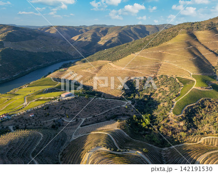 Douro River sunset above terraced vineyards in Douro Valley 142191530