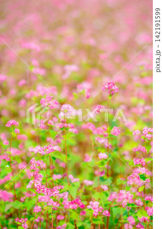 【高嶺ルビー】長野県宮田村の駒ケ岳ガーデンの赤そばの花【長野県】 【高嶺ルビー】長野県宮田村の駒ケ岳ガーデンの赤そばの花【長野県】 142191599