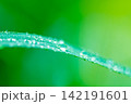 Fresh Water Droplets Macro, Morning Dew on Grass Blade, Organic Hydration Nature Stock Photo 142191601