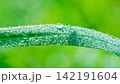 Pure Morning Dew Droplets on Green Leaf Symbolizing Deep Moisture and Freshness 142191604