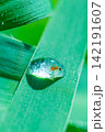Close up Water Drops Reflecting Light on Fresh Green Leaf with Sparkling Droplet Bokeh 142191607