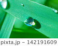 water drop on green grass 142191609