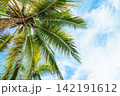 Low Angle Shot of Tropical Coconut Palm Tree Against Bright Blue Sky and Clouds 142191612