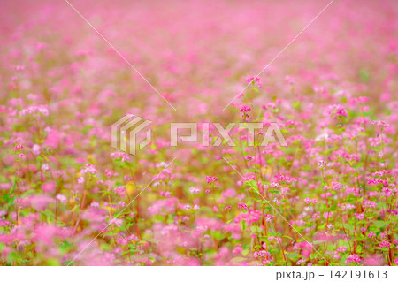 【高嶺ルビー】長野県宮田村の駒ケ岳ガーデンの赤そばの花【長野県】 142191613