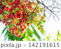 Close up Shot of Colorful Betel Nut Cluster with Red Orange and Green Palm Seeds 142191615
