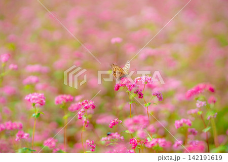 【高嶺ルビー】長野県宮田村の駒ケ岳ガーデンの赤そばの花【長野県】 【高嶺ルビー】長野県宮田村の駒ケ岳ガーデンの赤そばの花【長野県】 142191619