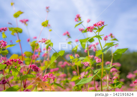 【高嶺ルビー】長野県宮田村の駒ケ岳ガーデンの赤そばの花【長野県】 【高嶺ルビー】長野県宮田村の駒ケ岳ガーデンの赤そばの花【長野県】 142191624