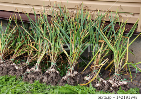 Dug-up garlic plants, bundled several at a time and ready to dry Dug-up garlic plants, bundled several at a time and ready to dry 142191948