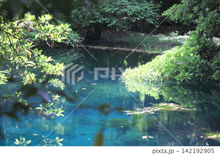 新緑の森に佇む神秘の青い池、山形県遊佐町の丸池様 新緑の森に佇む神秘の青い池、山形県遊佐町の丸池様 142192905
