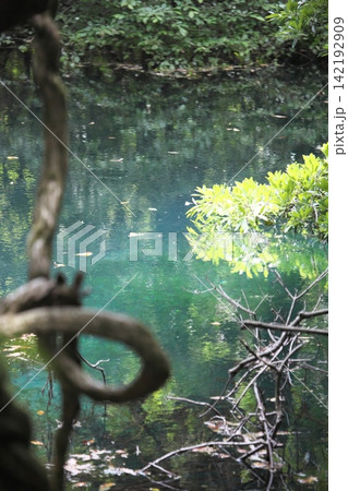 新緑の森に佇む神秘の青い池、山形県遊佐町の丸池様 新緑の森に佇む神秘の青い池、山形県遊佐町の丸池様 142192909