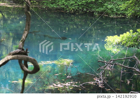 新緑の森に佇む神秘の青い池、山形県遊佐町の丸池様 新緑の森に佇む神秘の青い池、山形県遊佐町の丸池様 142192910