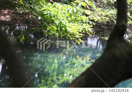 新緑の森に佇む神秘の青い池、山形県遊佐町の丸池様 142192916