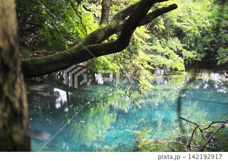 新緑の森に佇む神秘の青い池、山形県遊佐町の丸池様 新緑の森に佇む神秘の青い池、山形県遊佐町の丸池様 142192917