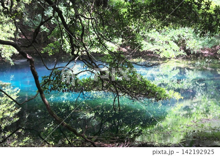 新緑の森に佇む神秘の青い池、山形県遊佐町の丸池様 新緑の森に佇む神秘の青い池、山形県遊佐町の丸池様 142192925