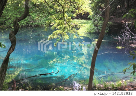新緑の森に佇む神秘の青い池、山形県遊佐町の丸池様 新緑の森に佇む神秘の青い池、山形県遊佐町の丸池様 142192938