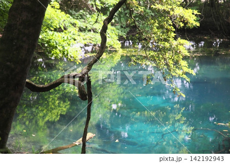 新緑の森に佇む神秘の青い池、山形県遊佐町の丸池様 142192943