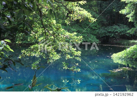 新緑の森に佇む神秘の青い池、山形県遊佐町の丸池様 新緑の森に佇む神秘の青い池、山形県遊佐町の丸池様 142192962