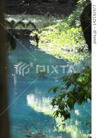 新緑の森に佇む神秘の青い池、山形県遊佐町の丸池様 新緑の森に佇む神秘の青い池、山形県遊佐町の丸池様 142192977