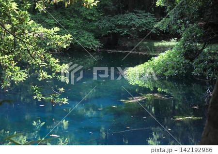新緑の森に佇む神秘の青い池、山形県遊佐町の丸池様 142192986