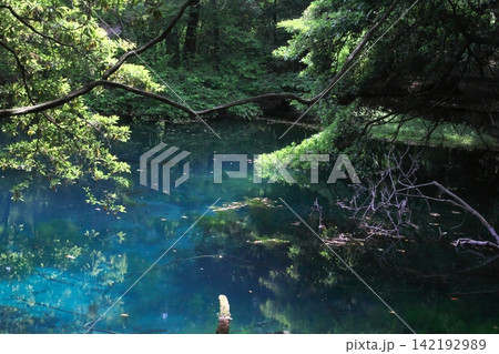 新緑の森に佇む神秘の青い池、山形県遊佐町の丸池様 新緑の森に佇む神秘の青い池、山形県遊佐町の丸池様 142192989